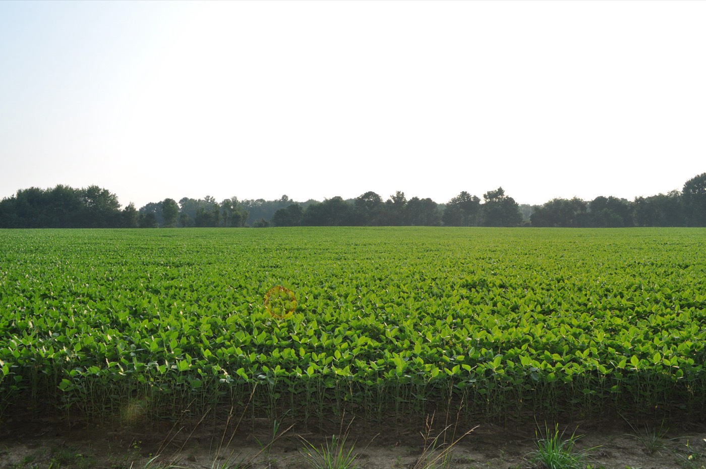Ohio Soybean Field